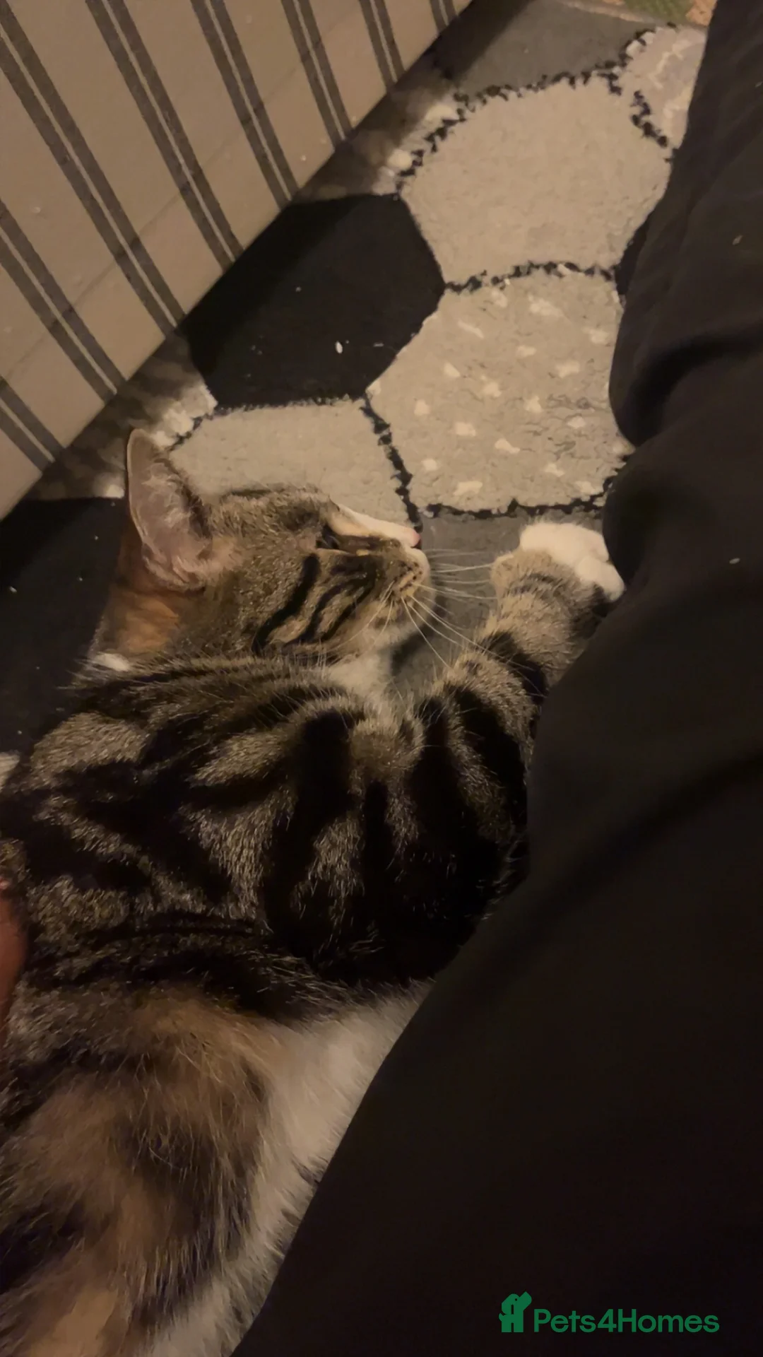 Domestic Shorthair cats for sale: Beautiful domestic shorthair for sale cheap!! in London - Advert 2