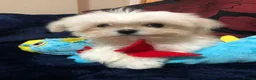 Mixed Breed dogs for sale: shihtzu / bichon x maltese  - Advert 40