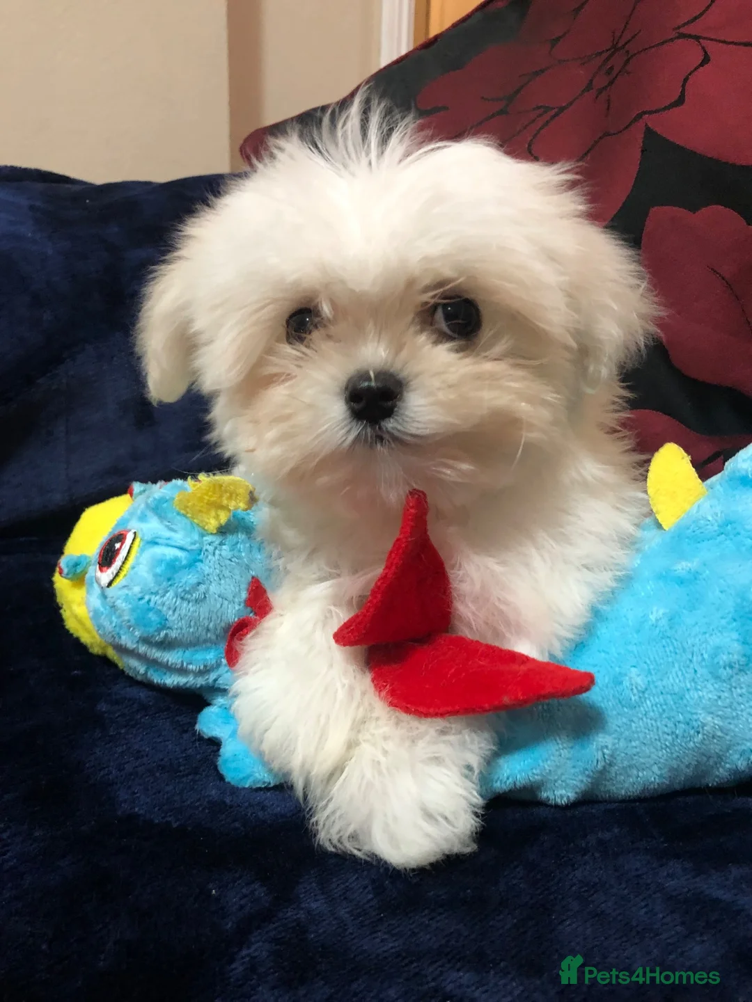 Mixed Breed dogs for sale: shihtzu / bichon x maltese  - Advert 40