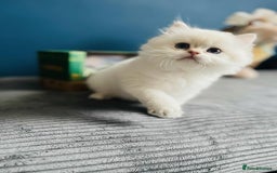 British Longhair cats for sale: ‼️🐾😍Colourpoint purebred BLH😻1 Left 🐱 - Advert 24