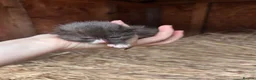 Domestic Shorthair cats for sale: Black and white newborn kittens  - Advert 4