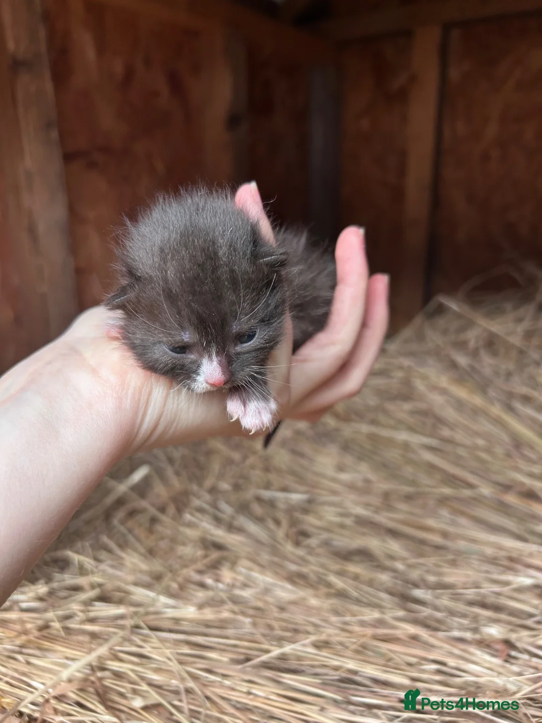 Domestic Shorthair cats for sale: Black and white newborn kittens  - Advert 4