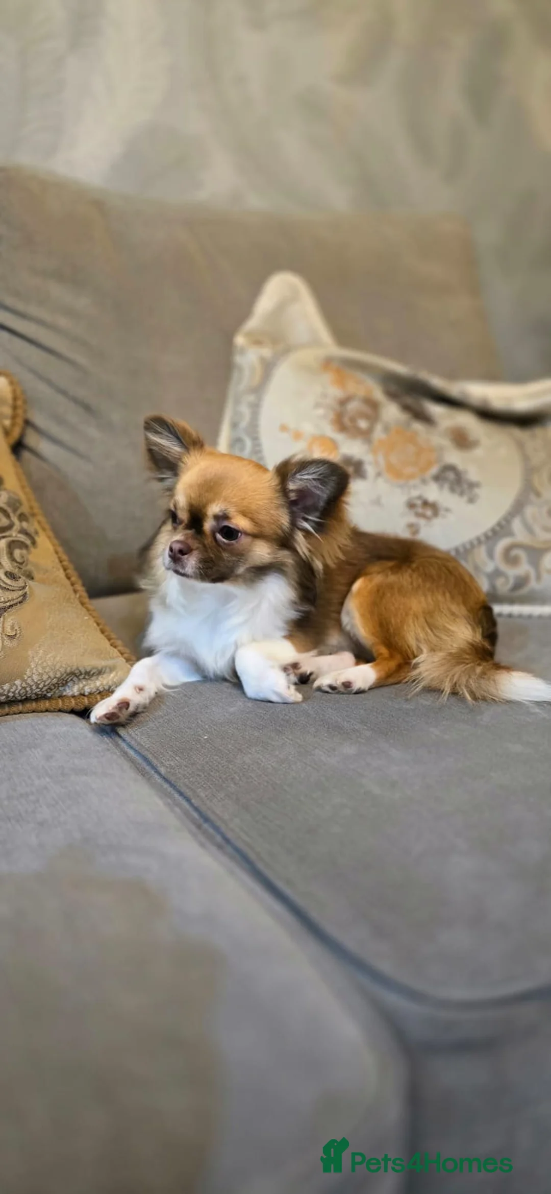 Chihuahua dogs for sale: Hairy chihuahua - Advert 7