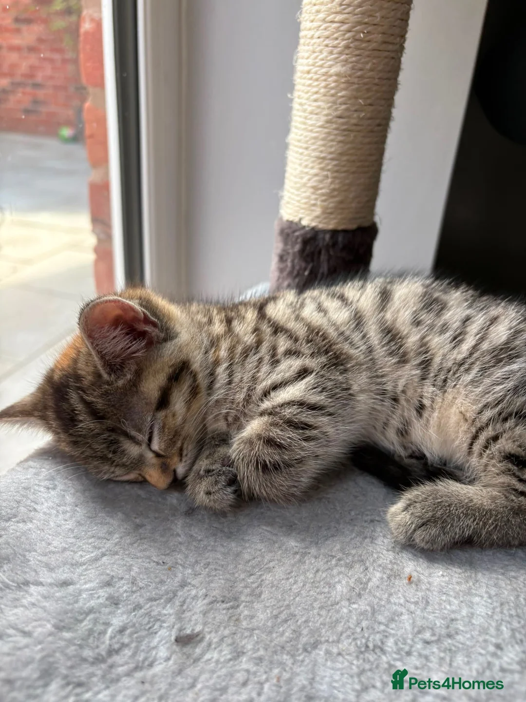Mixed Breed cats for sale: 2 tabby kittens for sale - Advert 3