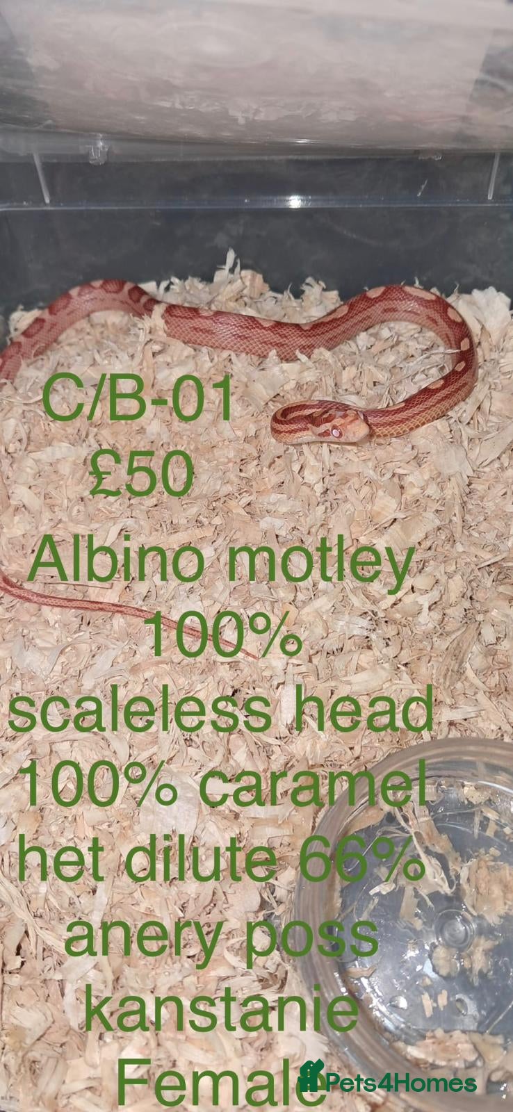 Corn Snake reptiles Baby corn snakes  - Advert 1