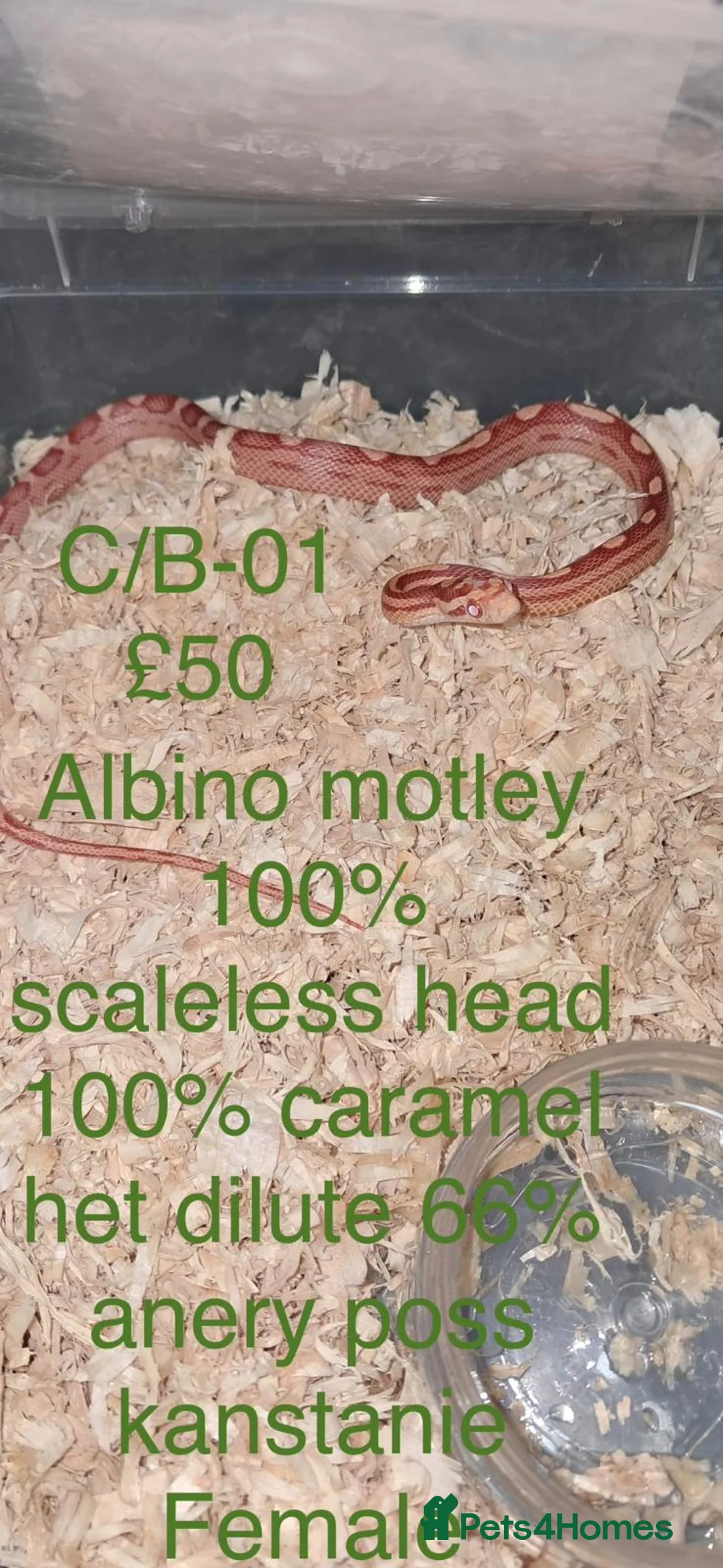 Corn Snake reptiles for sale: Baby corn snakes  - Advert 1