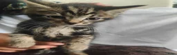 Mixed Breed cats for sale: 4 kittens available  - Advert 5