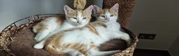 Mixed Breed cats for sale: kittens - mid-long hair black and white and ginger in Airdrie - Advert 3