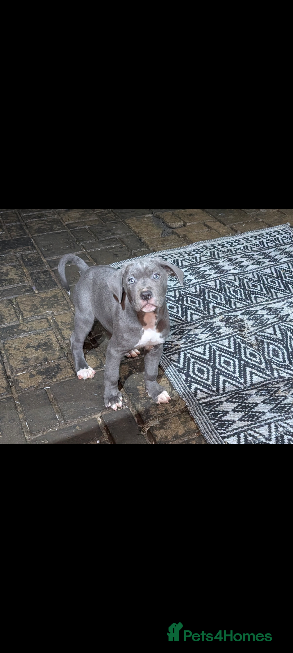 Cane Corso dogs Cane corso puppies  - Advert 16