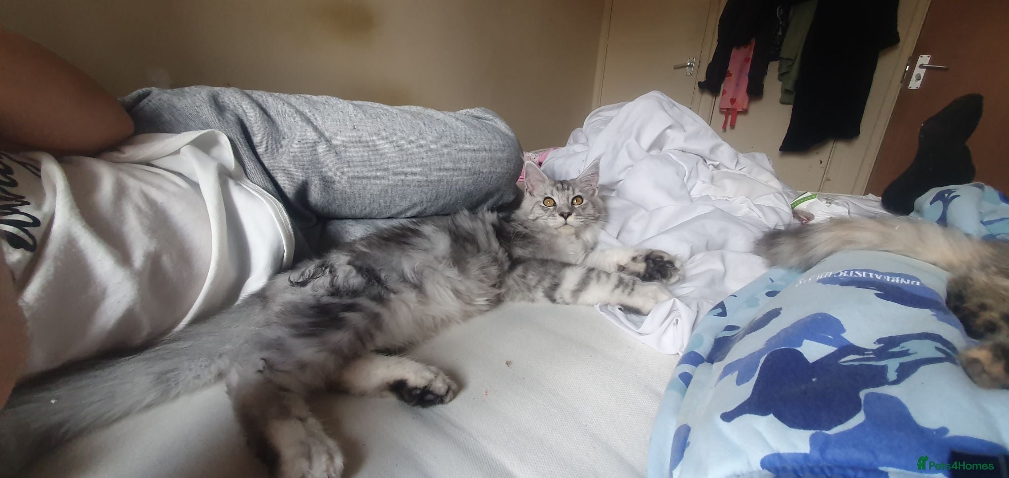 Maine Coon cats Last Male MAINE COON KITTEN TICA ACTIVE - Advert 12
