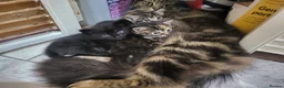Mixed Breed cats for sale: 3 Gorgeous fluffy kittens. - Advert 3
