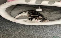 Mixed Breed cats for sale: 2 x 11 week old Female Kittens must go together!  - Image 1