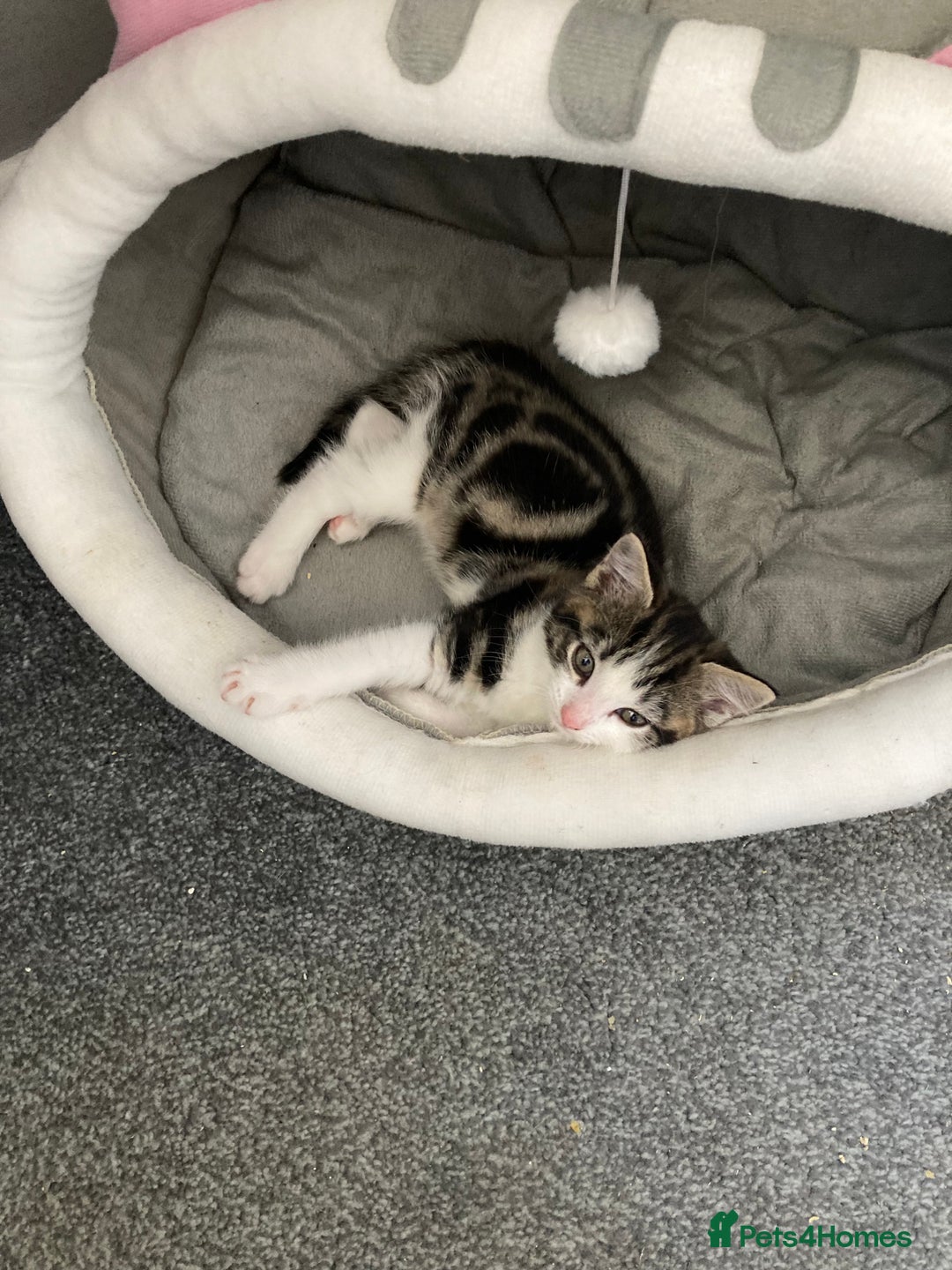 Mixed Breed cats for sale: 2 x 11 week old Female Kittens must go together!  - Image 1