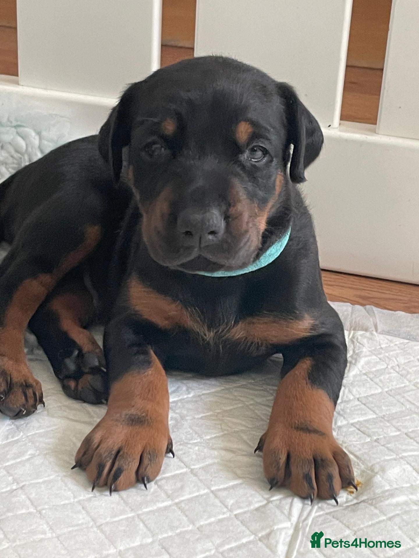 Dobermann dogs KC Reg Doberman - Health tested parents - Advert 1