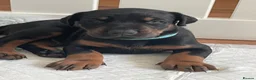 Dobermann dogs for sale: KC Reg Doberman - Health tested parents - Advert 5