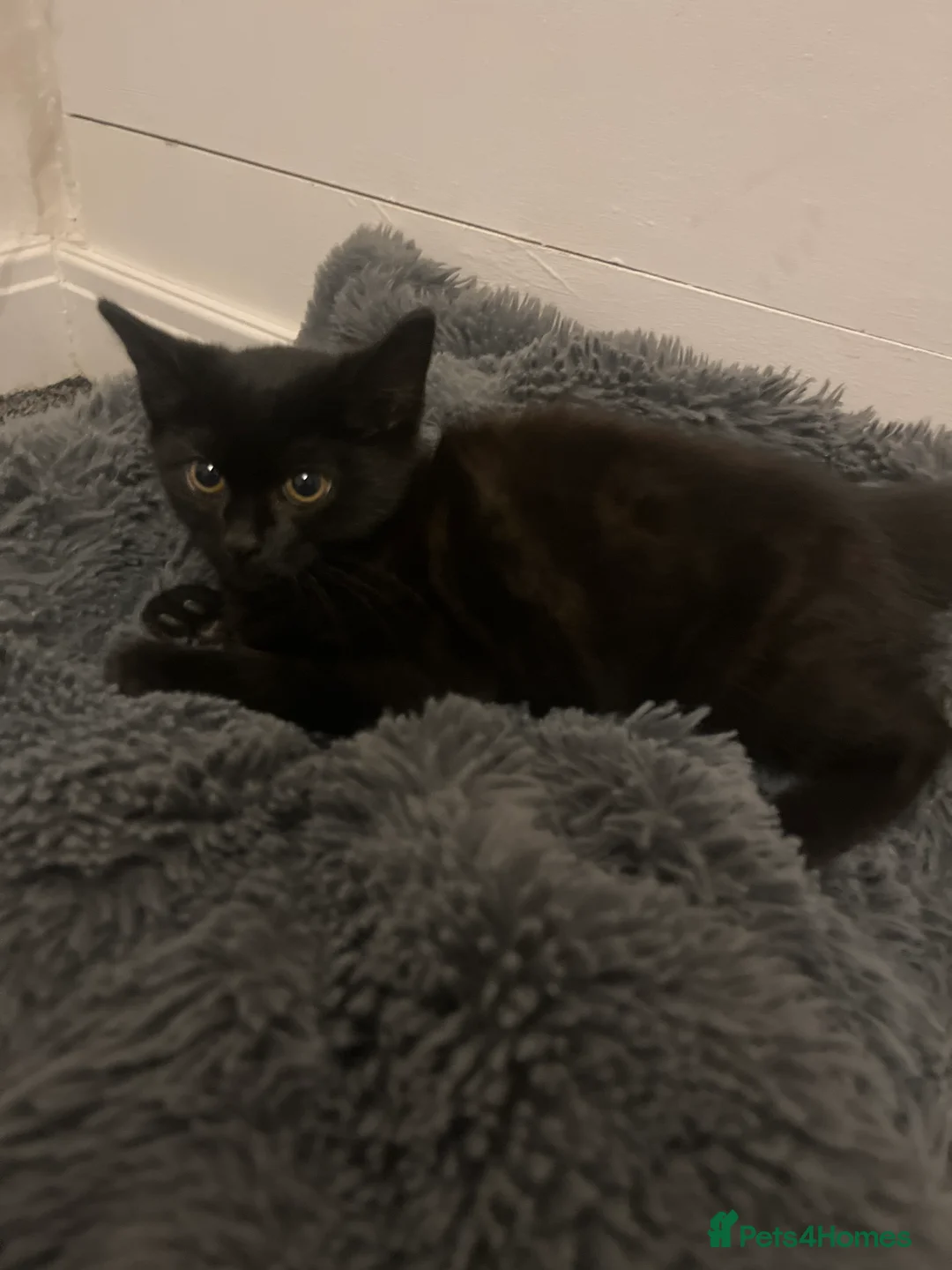 Mixed Breed cats for sale: Beautiful Black Kitten Looking for a Loving Home - Advert 5