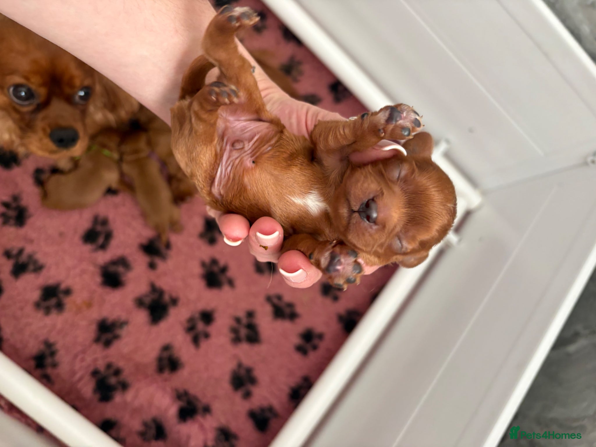 Cavalier King Charles Spaniel dogs Beautiful ruby cavalier King Charles  - Advert 2