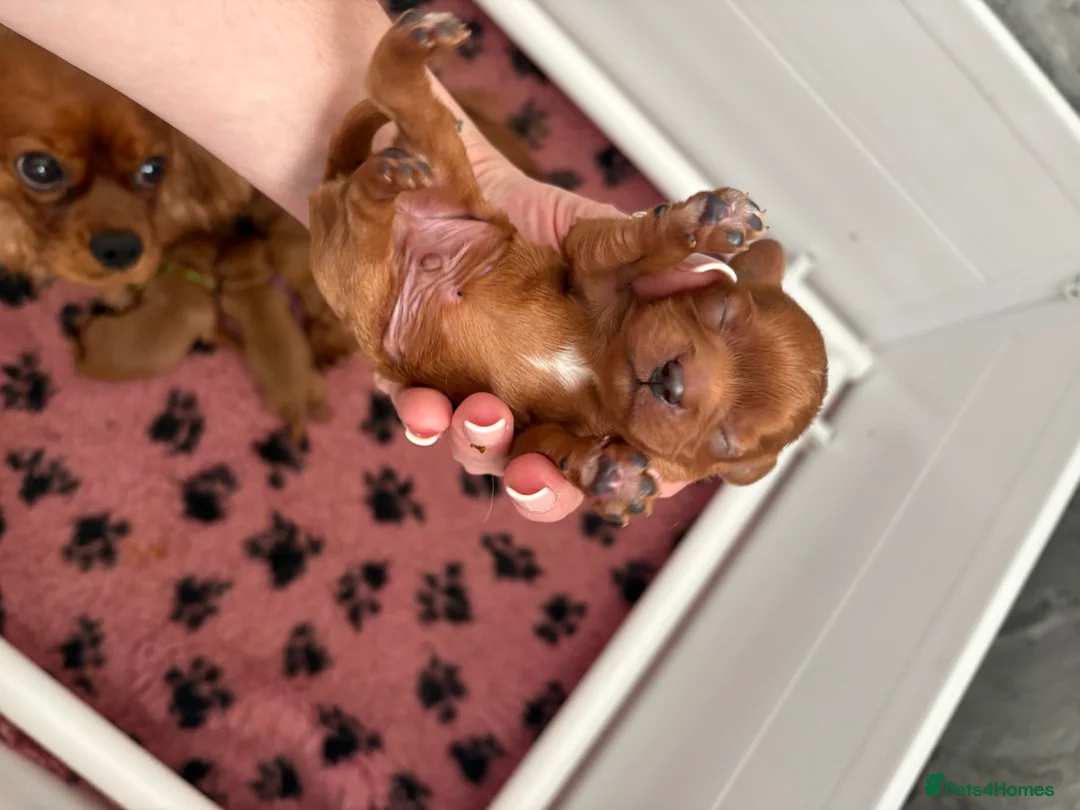 Cavalier King Charles Spaniel dogs for sale: Beautiful ruby cavalier King Charles  - Advert 2