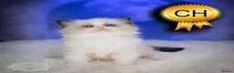 Ragdoll cats for sale: Ragdoll Kitten Boy ZPAA Champion! - Advert 4