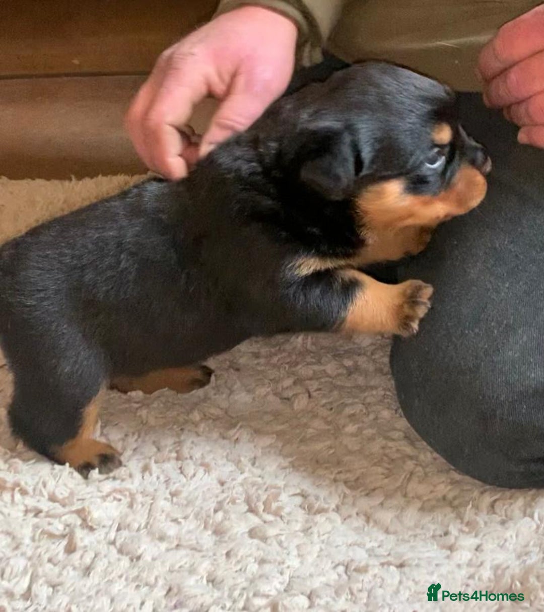 Rottweiler dogs for sale: Proper big old fashioned Rottie  pups ready now  - Advert 31