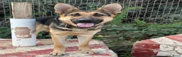 German Shepherd dogs for sale: KC Registered Young Female GSD – Trained - Advert 10