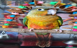 Conures birds for sale:  Yellow side Baby Green cheek conure  - Image 3