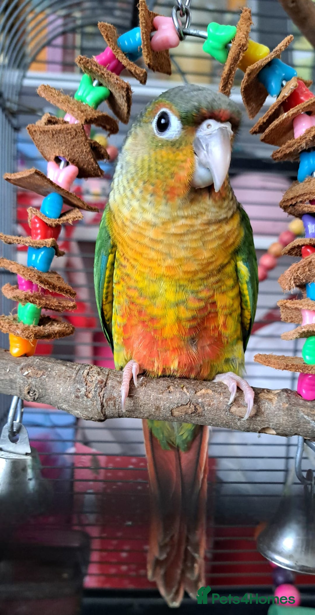 Conures birds for sale:  Yellow side Baby Green cheek conure  - Image 3