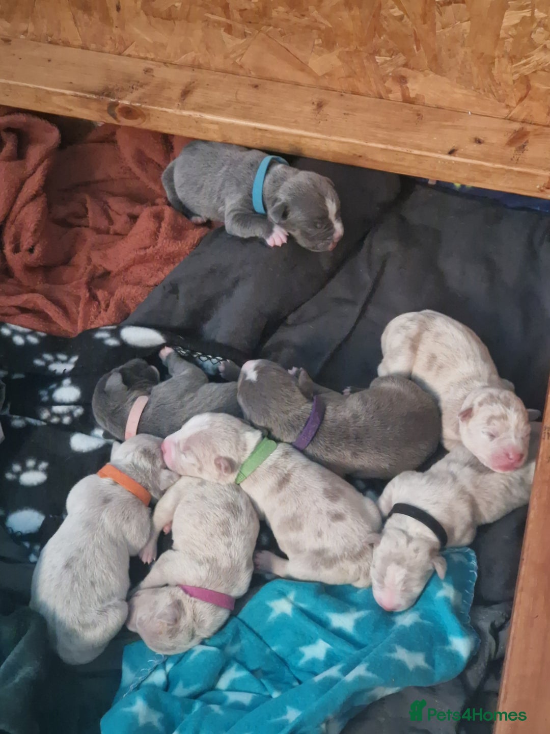 Mixed Breed dogs for sale: Staffy x American bulldog puppies - Image 1