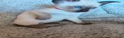 Siamese cats for sale: Gorgeous Siamese kittens!!! - Advert 8