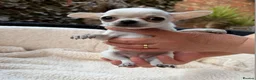 Chihuahua dogs for sale:  Gorgeous Brown Male and White Female Chihuahuas - Advert 3