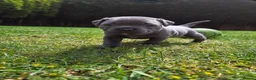 Staffordshire Bull Terrier dogs for sale: 🐾 Blue Staffy  – Champion Bloodline 🐾 - Advert 14
