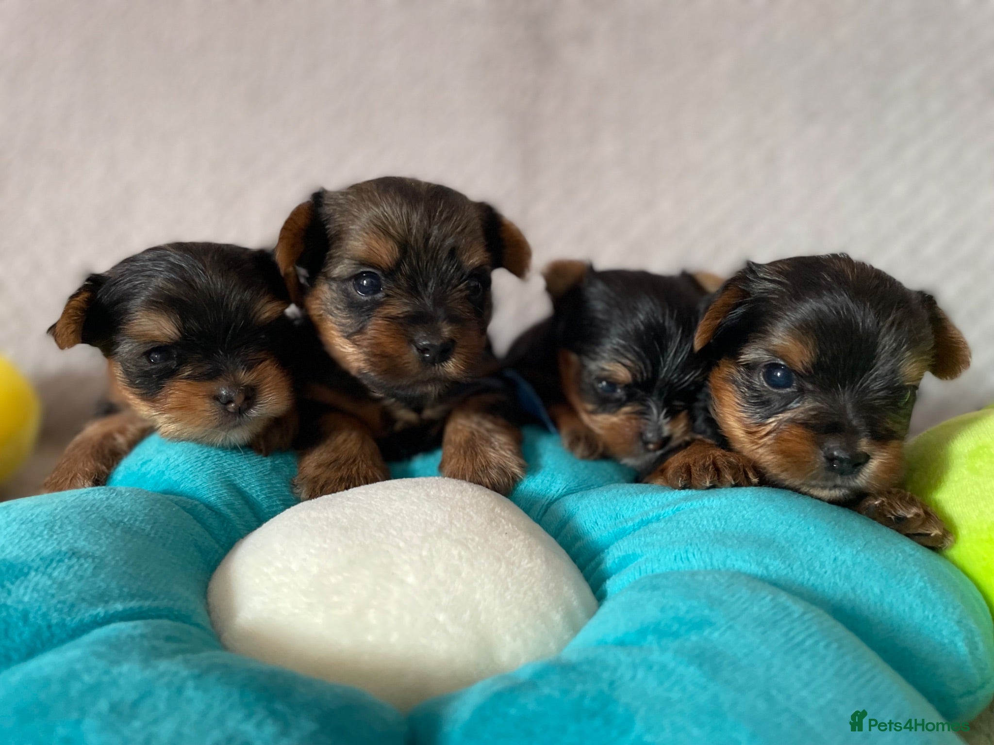 Yorkshire Terrier dogs Beautiful small Yorkshire Terrier Pedigree  - Advert 17