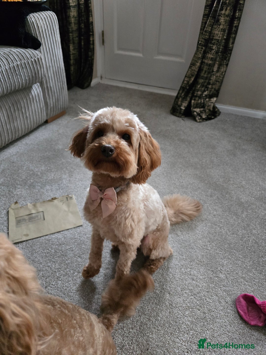 Cockapoo dogs for sale: American Cockapoo Puppies - Image 9