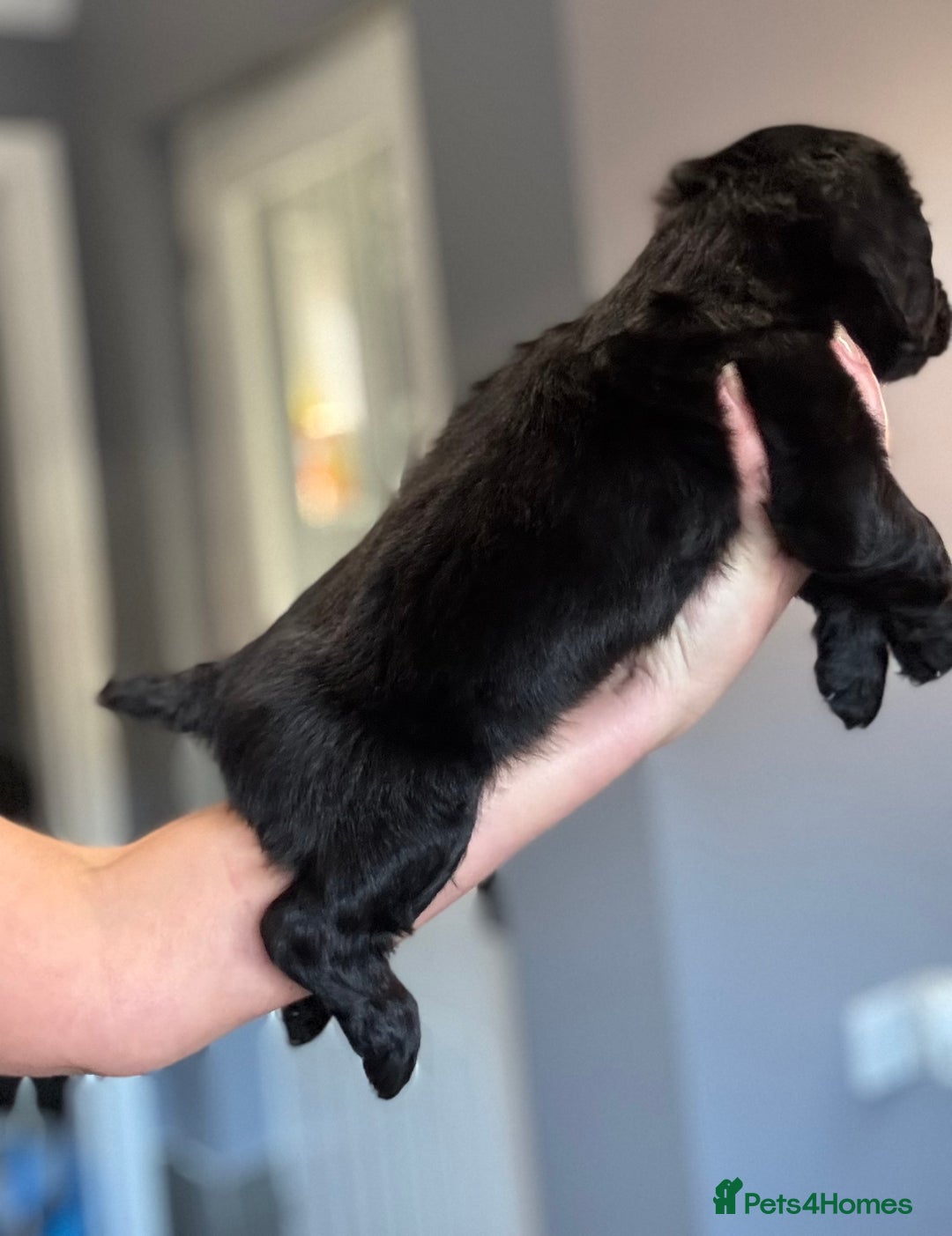 Cocker Spaniel dogs for sale: 3 Working Cocker Spaniel Dogs  - Image 3