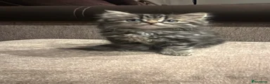 Persian 5 - Luna
