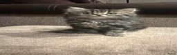 Persian cats for sale: Kittens for sale - Advert 2