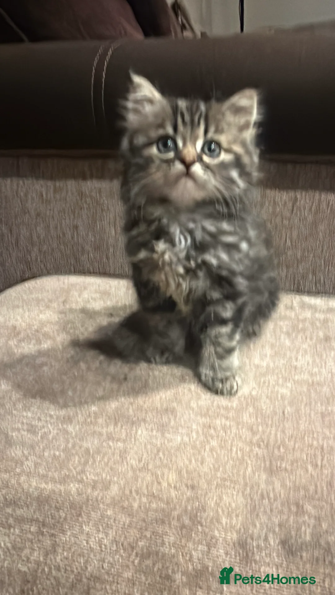 Persian cats for sale: Kittens for sale - Advert 2