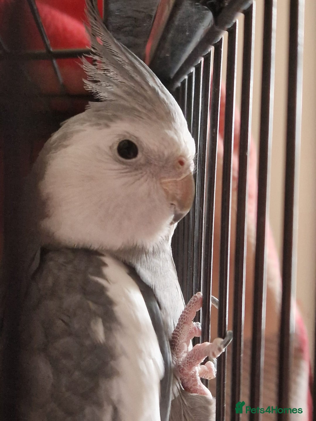 Cockatiels birds for sale: Two Cockatiels With Big Cage & Toys - Image 7