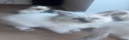 Ragdoll cats for sale: GCCF champion ragdoll kittens 🐱 ❤️ - Advert 3