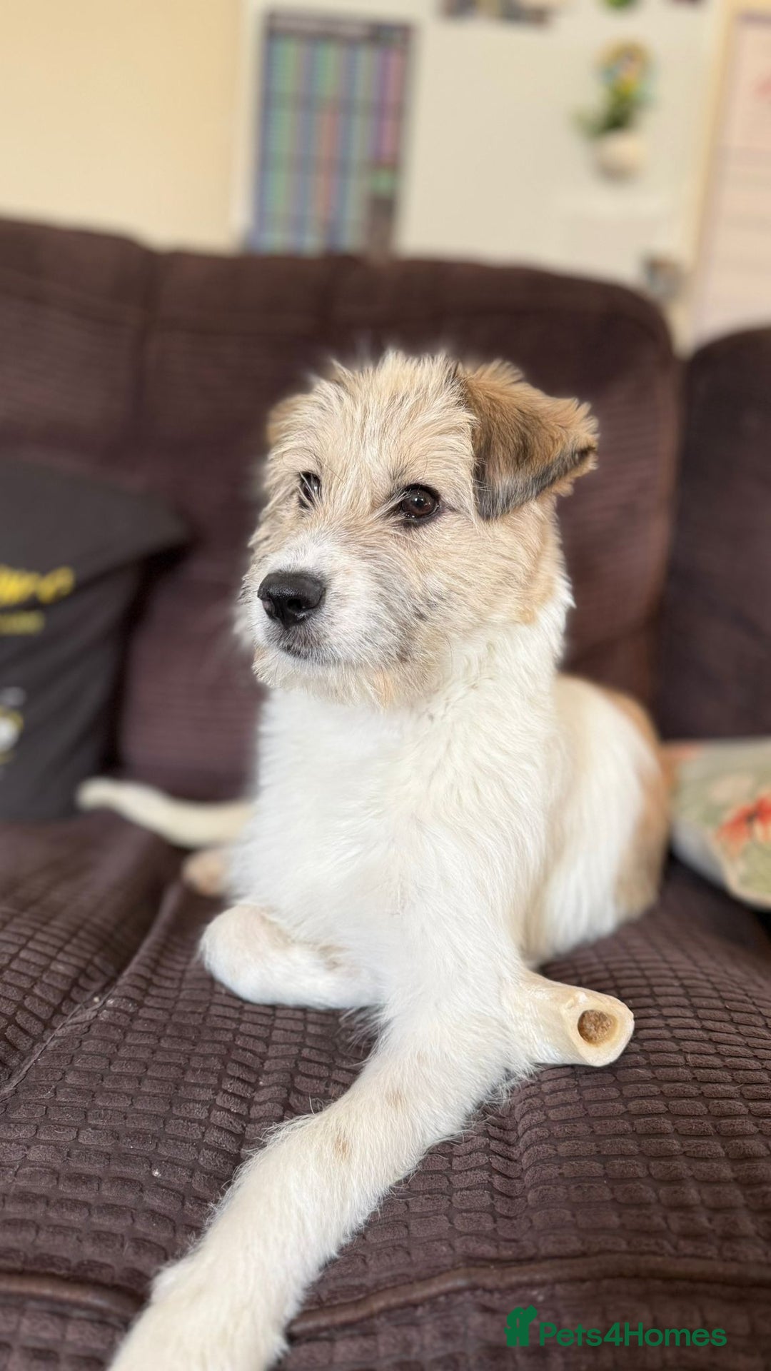 Mixed Breed dogs for adoption: Pumpkin for adoption - Advert 10