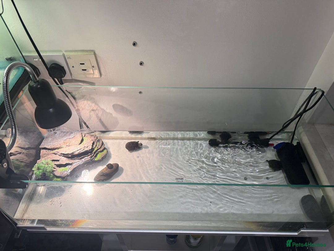 Turtle reptiles for sale: 2 Musk Turtles + Full setup + Foods - Advert 2