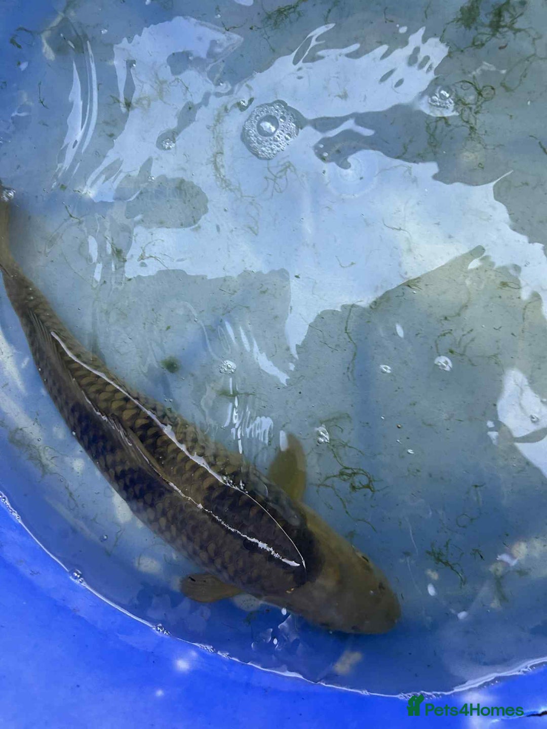 Koi Carp fish for sale: Koi for sale - Image 14