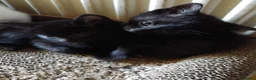Mixed Breed cats for sale: Adorable kittens for sale in Ellesmere Port - Advert 2