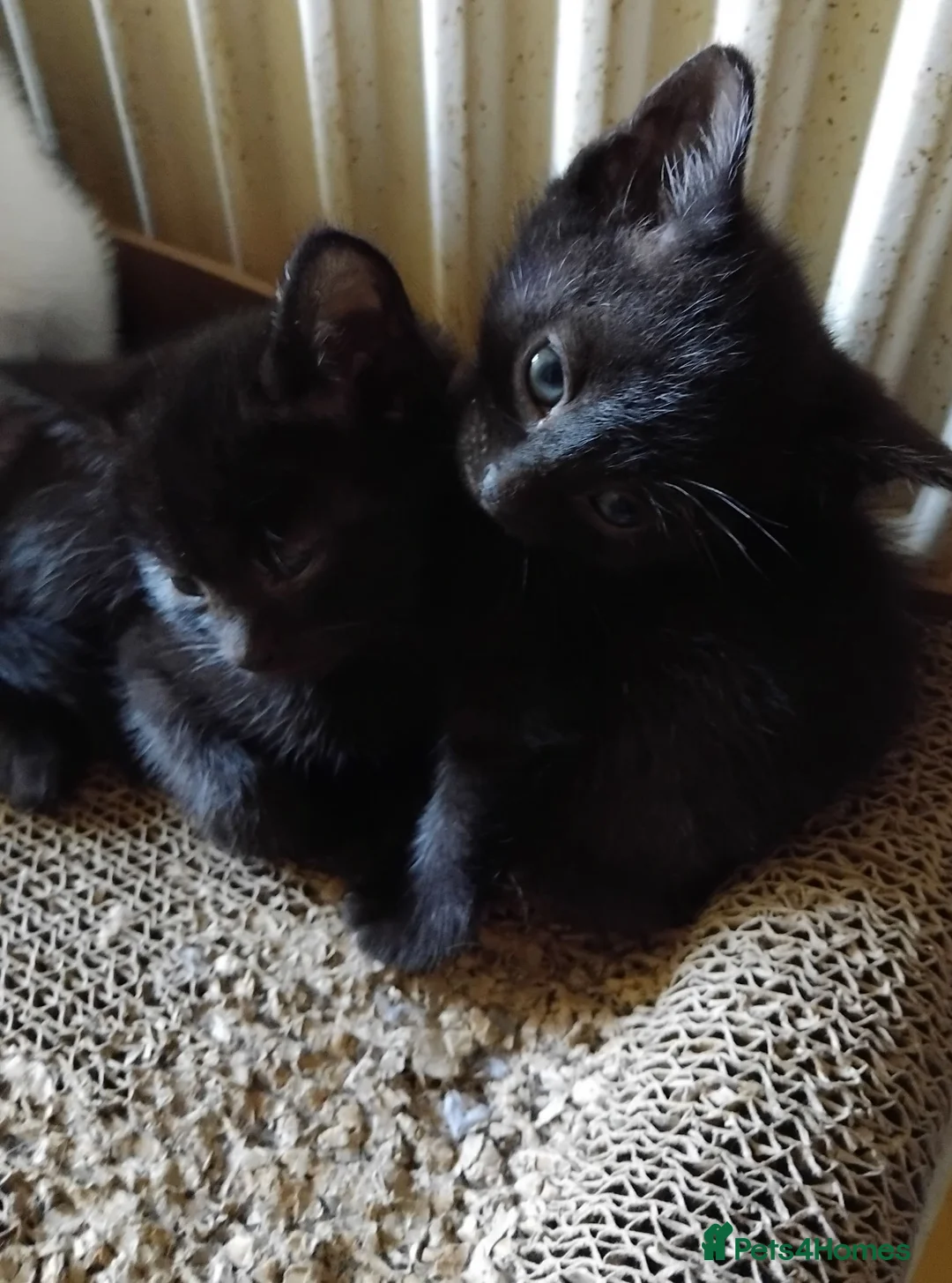Mixed Breed cats for sale: Adorable kittens for sale in Ellesmere Port - Advert 2