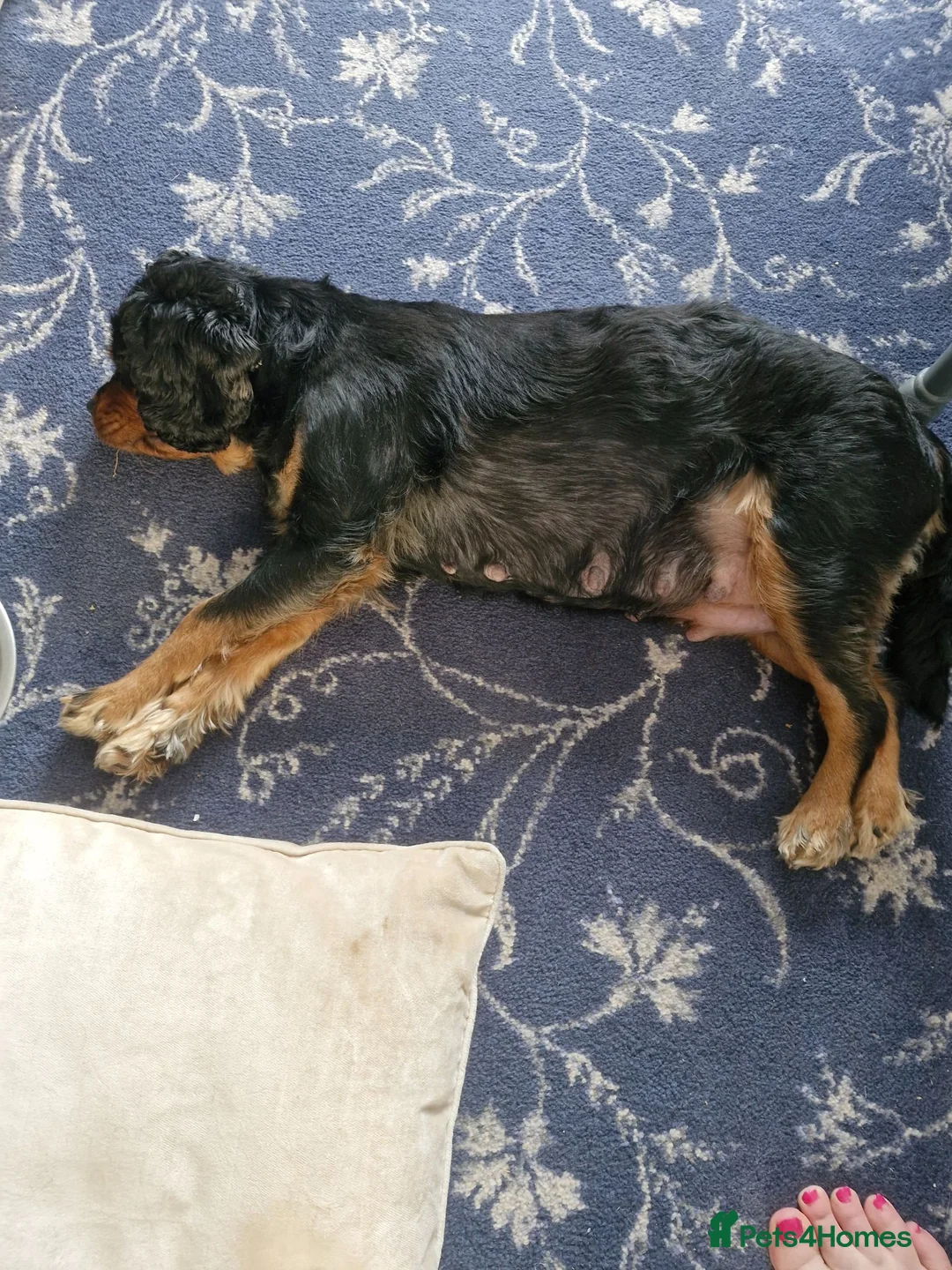 Cavalier King Charles Spaniel dogs for sale: KC reg Cavalier King Charles Spaniel puppies in Pudsey - Advert 2