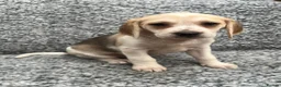 Beagle dogs for sale: Beautiful Beagle Puppies - Advert 4