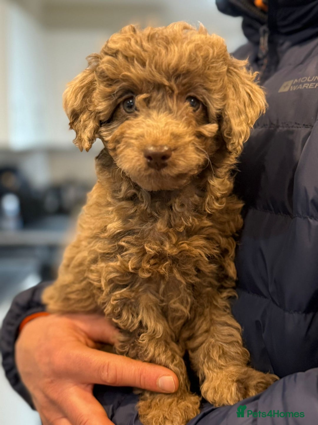Labradoodle dogs for sale: READY NOW🧸Micro Miniature Teddybear Labradoodles  - Advert 33