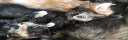 Mixed Breed cats for sale: Male and female kittens - Advert 2