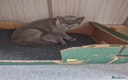 British Shorthair cats for sale: Male British Shorthair Kitten - Image 4
