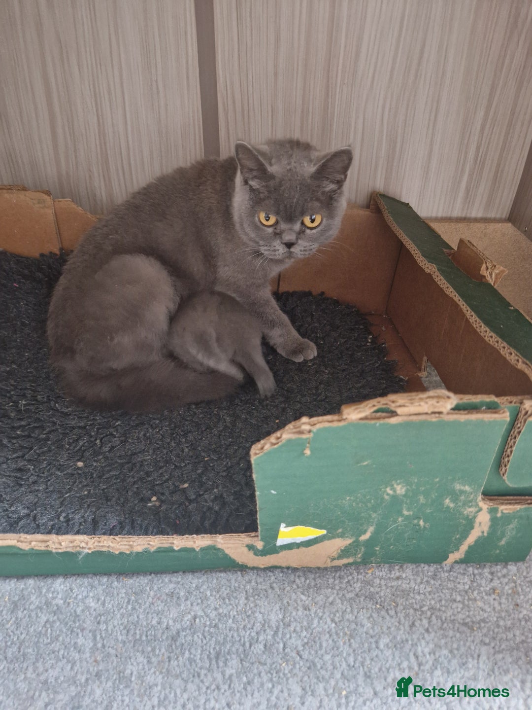 British Shorthair cats for sale: Male British Shorthair Kitten - Image 4